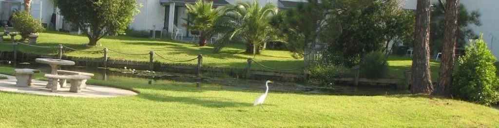 Picture of a pelican walking across a lime green lawn with a canal and palm trees in the background